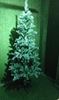 Picture of Christmas Tree